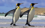 Penguin Parade (penguin parade wallpaper)