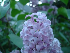 DSC02732