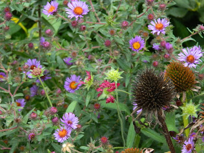 Autumn Purple Coneflowers and New England Asters at the Toronto Botanical Garden's Perennial Borders by garden muses--not another Toronto gardening blog