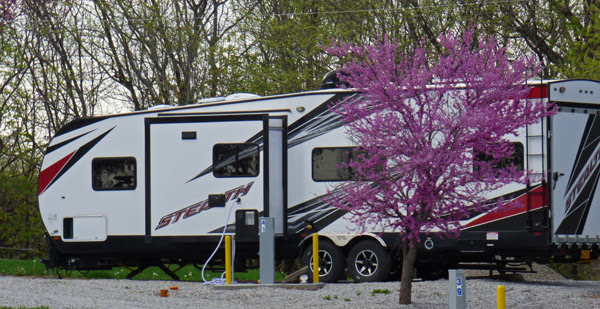 Redbuds at Blue Springs Lake Campground, Lee's Summit, MO