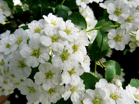 bridal wreath spiraea