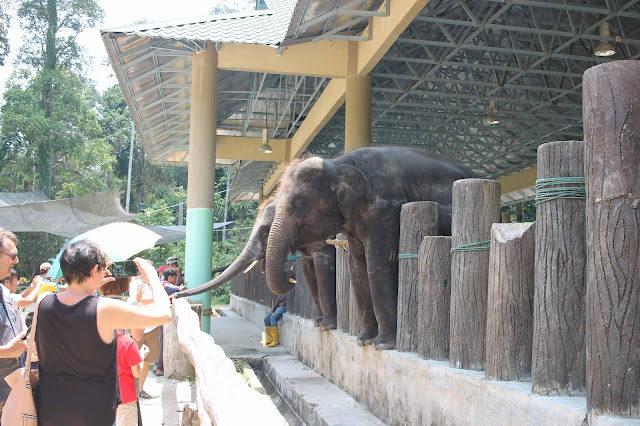 Pusat Konservasi Gajah Kebangsaan (PKGK), Kuala Gandah, Pahang