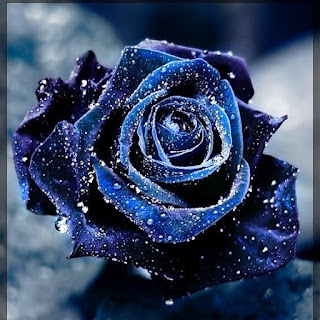 beautiful blue rose with waterdrops