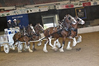 Clydesdale, Clydesdale Hitch, Clydesdale Mares, Clydesdale Breeders, CBUSA, Clydesdale for Sale, Clydesdale Stallion