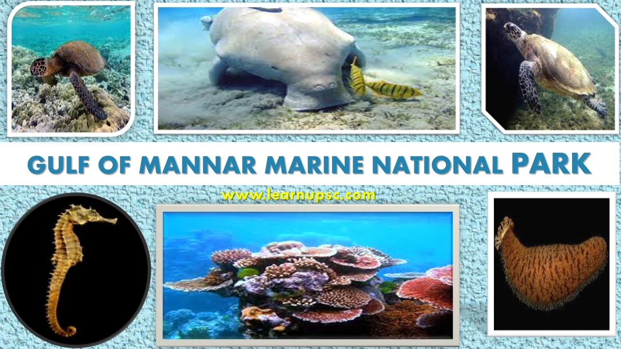 Gulf of Mannar Marine National Park