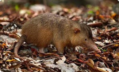 Solenodon