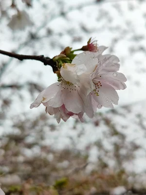 オリンピア公園（Olympiapark）の桜の接写