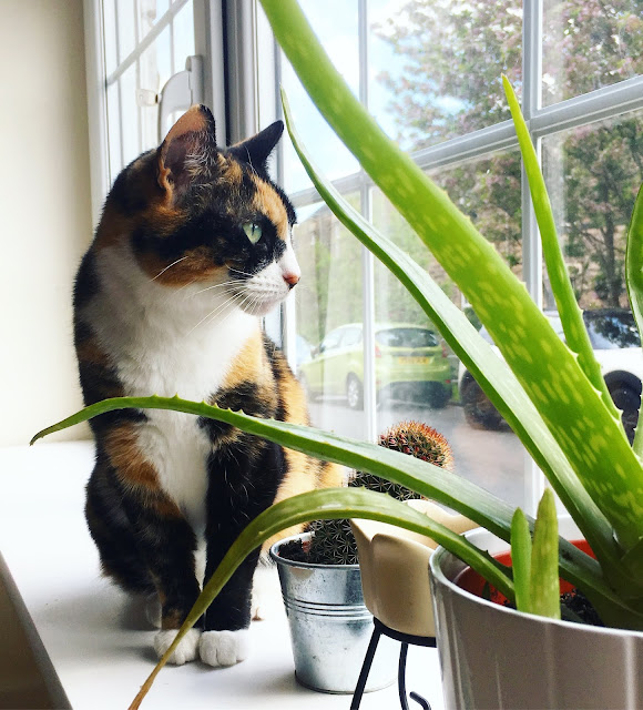I wasn't planning on adopting a cat this year, but sometimes life takes you in different directions just when you need it. Here's how I came to meet my purrfect Poppy cat...