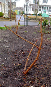 Pruning Black Lace Elderberries