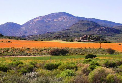 Cederberg-Mountain-Flowers-Western-Cape