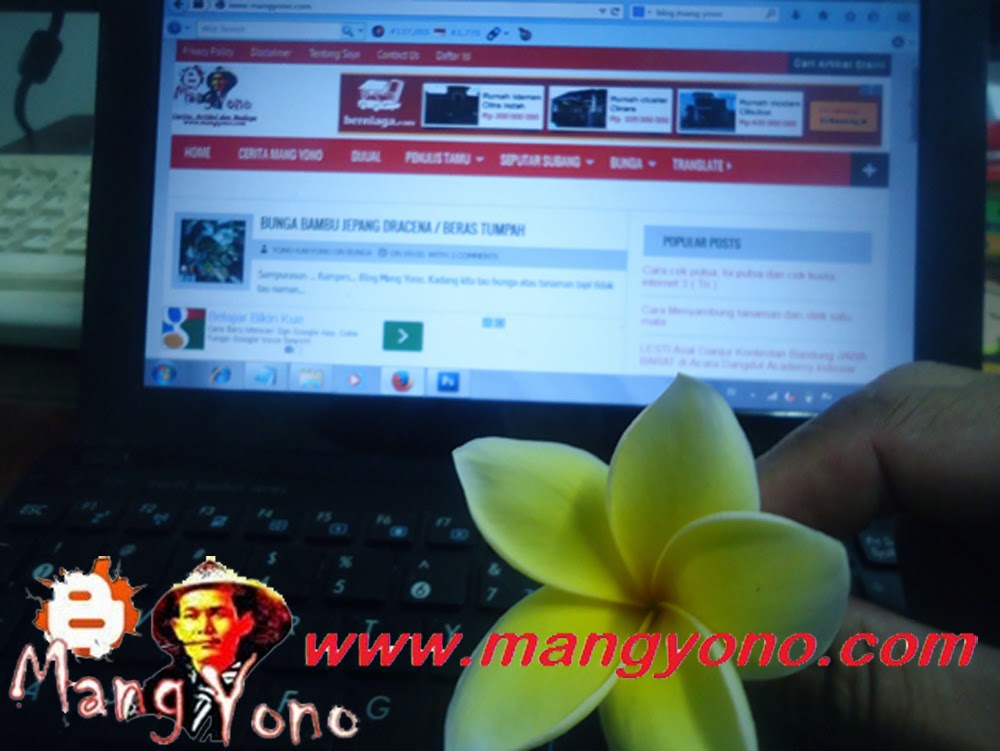  Khasiat dan manfaat dari bunga kamboja Blog Mang Yono