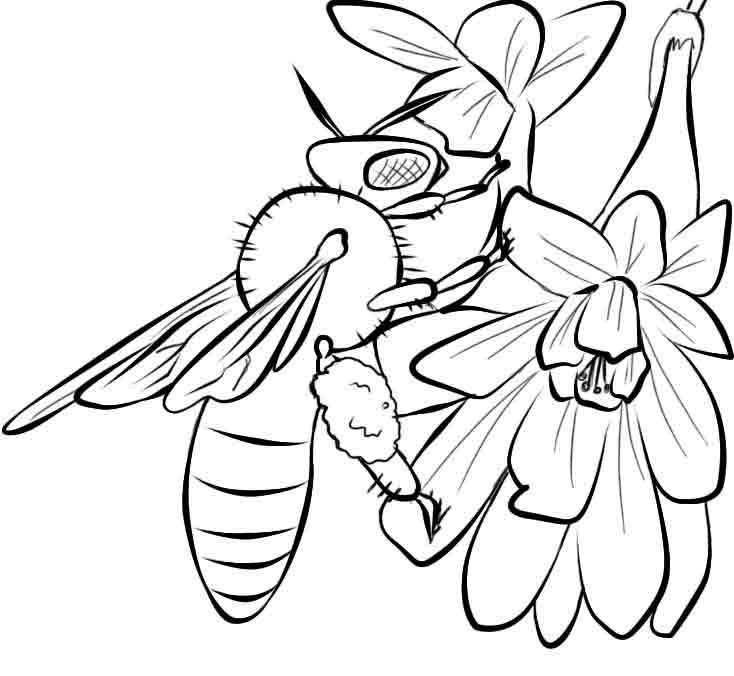 Bees Coloring Pages