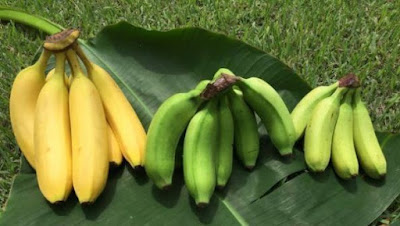 Gambar pisang susu