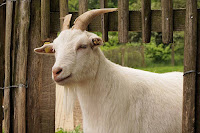 ternak kambing potong, bisnis kambing potong, usaha ternak kambing potong, kambing potong, kambing, modal usaha kambing