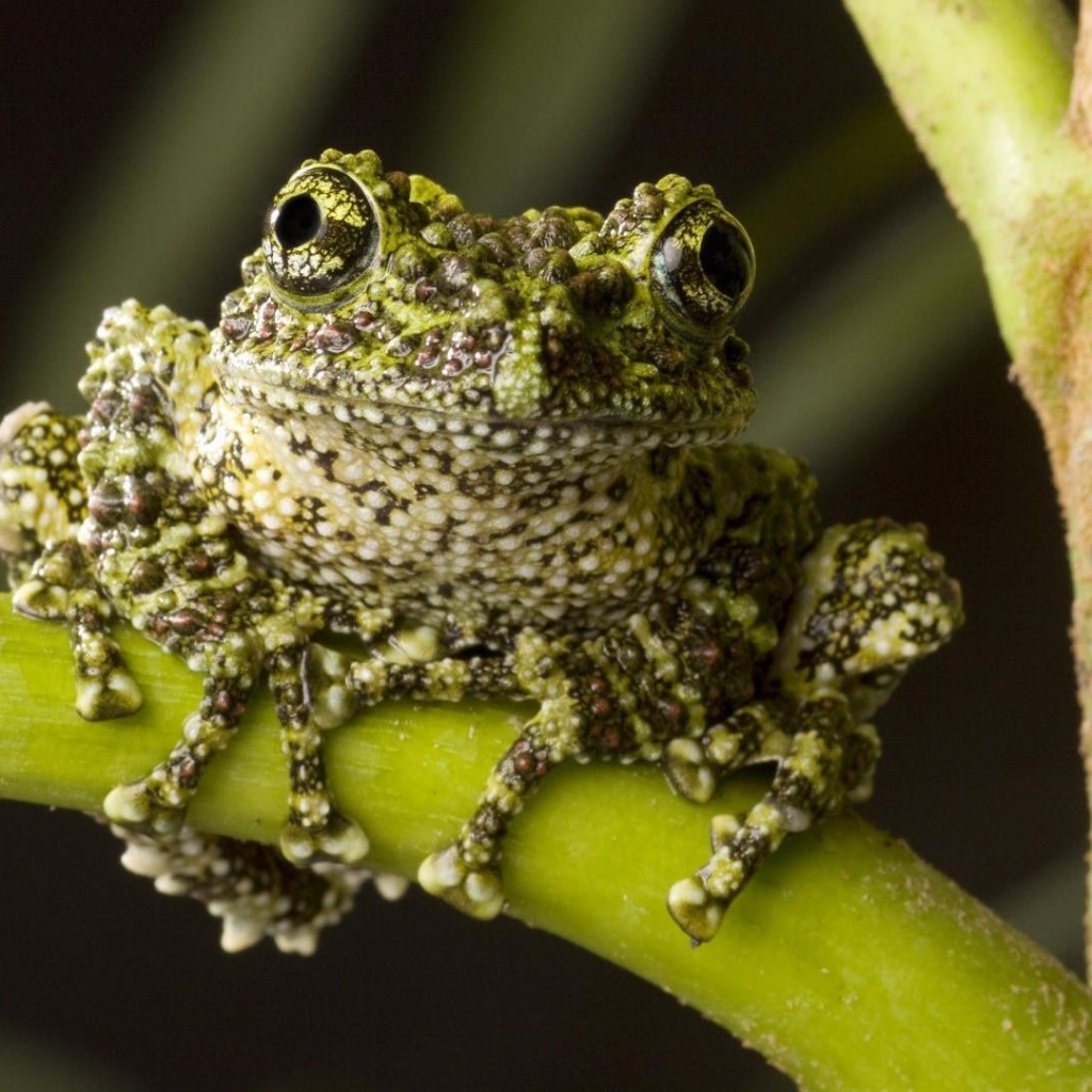 Gambar Katak  Yang Pelik Oh pochott