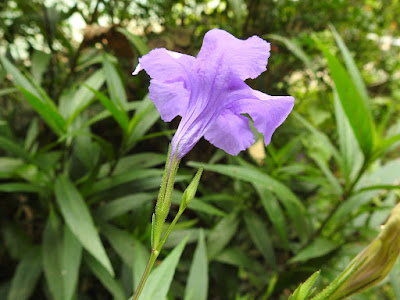 紫花蘆利草的花