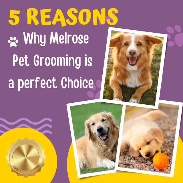 Why Melrose Pet Grooming is a perfect Choice