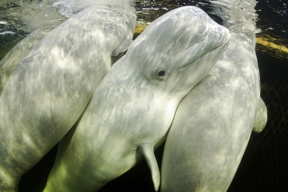 15 cutest endangered animals in the world, beluga whales