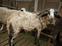 Cara Membersihkan Parasit  Kambing dan Domba Cacingan