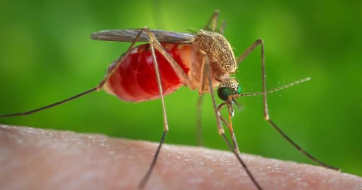 Therapeutic Drug Is Fastest Growing Segment Fueling The Growth Of West Nile Virus Market