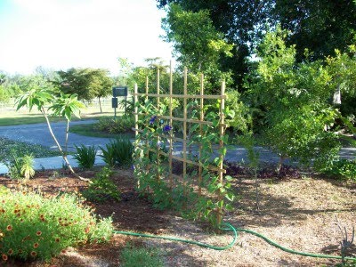 and moon vines are in bloom on the trellises behind the wedding gazebo