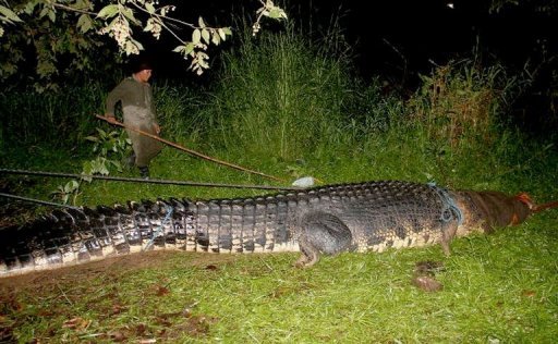 Buaya Raksasa Seberat 1 Ton Tertangkap Hidup-Hidup