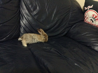 Baby rabbit on a couch