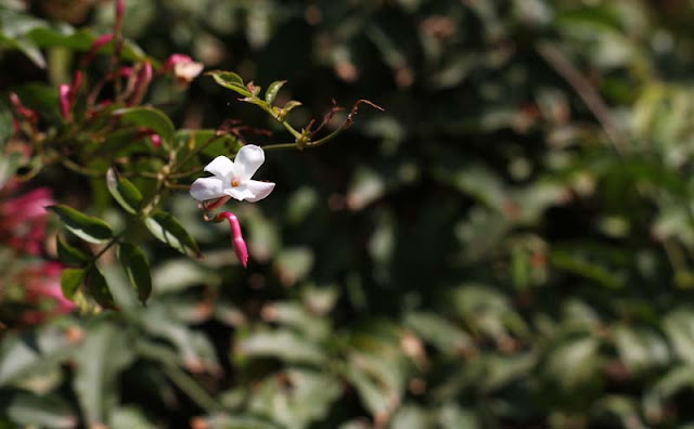 Jasminum Polyanthum Flowers