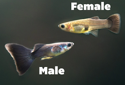 Guppy male and Female