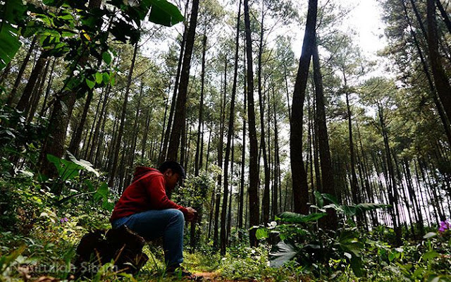 Charis sedang bersantai dibongkahan batang kayu