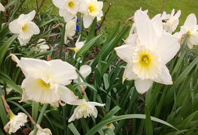 White daffodils