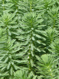 Myriophyllum aquaticum - Myriophylle du Brésil