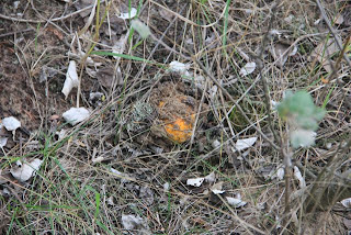 photo of emerging mushroom 