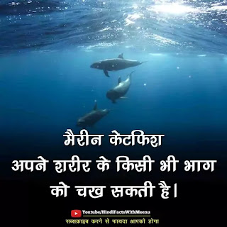 Animal Facts in Hindi