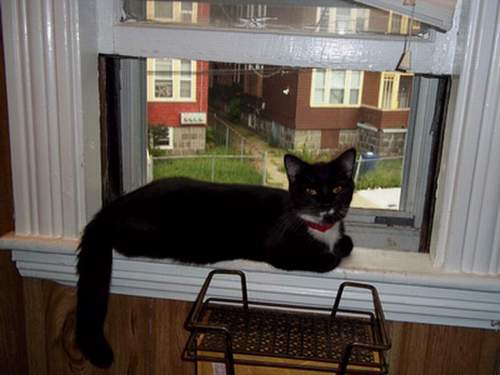 Tuxedo Picture