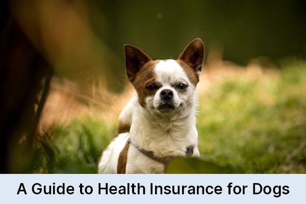 A Guide to Health Insurance for Dogs