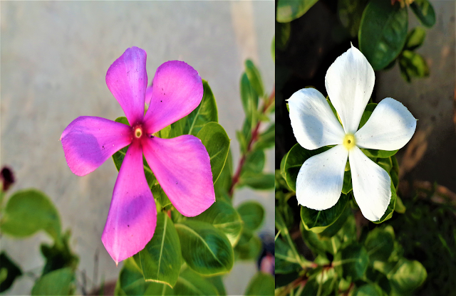 flowers of different colours