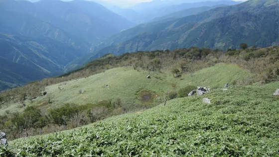 ３年と５ヶ月ぶり白髪山 | Trekking from Kochi