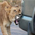 Lion Versus a Car's Bumper