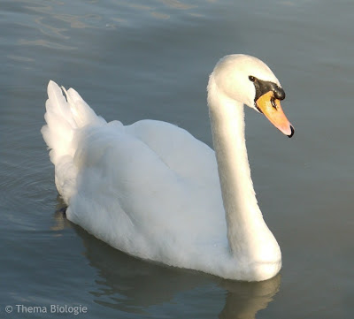 ein Schwan ganz nahe