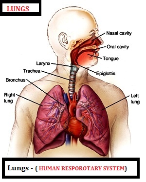 Lungs Functions -human respiratory system- Asthma (overview).
