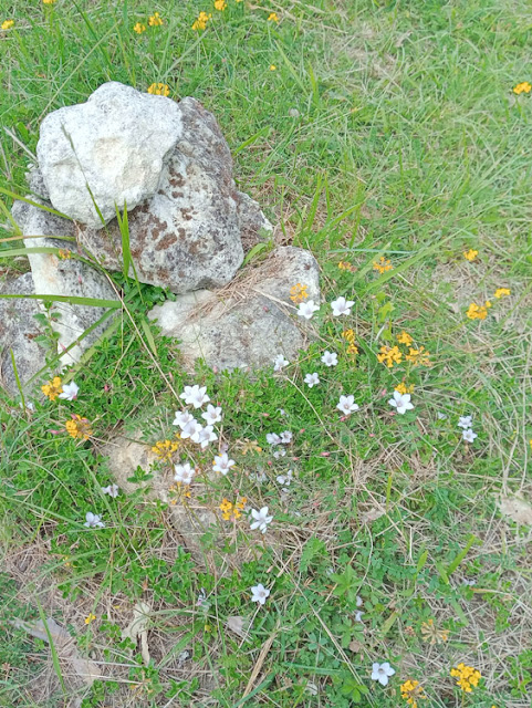 Narrow-leaved Flax Linum tenuifolium and Common Bird's-foot Trefoil Lotus corniculatus, Indre et Loire, France. Photo by Loire Valley Time Travel.