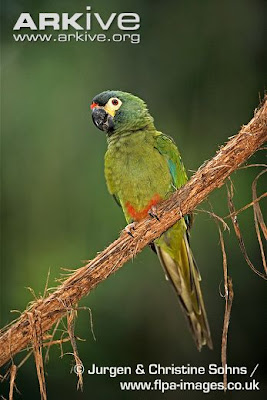 Blue winged Macaw