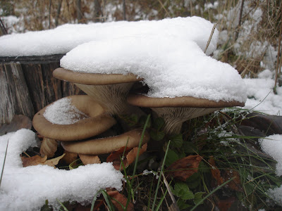 Grzyby zimowe, grzybobranie w zimie, grzyby pod śniegiem, grzyby mrożone, boczniak ostrygowaty, Pleurotus ostreatus