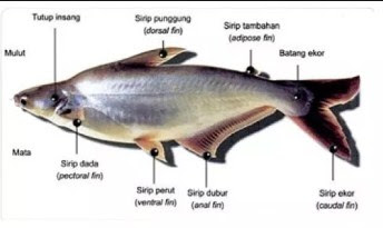 Ikan patin