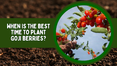 When Is the Best Time to Plant Goji Berries