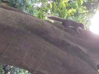 Squirrel climbing up on a tree