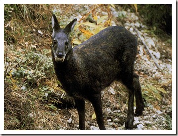 Korean_pfauna11-MuskDeer-BlackFur