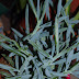 Senecio Aquarine® Mount Everest