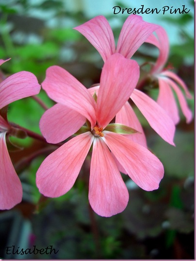 Pelargoner  juni 09 029-1